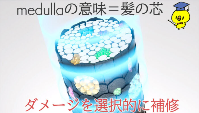 medulla 髪の芯