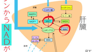 NAD NMNの体内生成