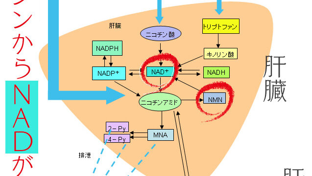 NAD NMNの体内生成