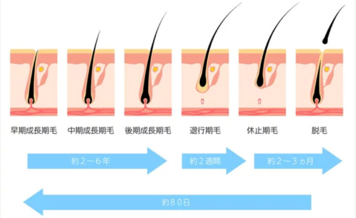 毛のサイクル